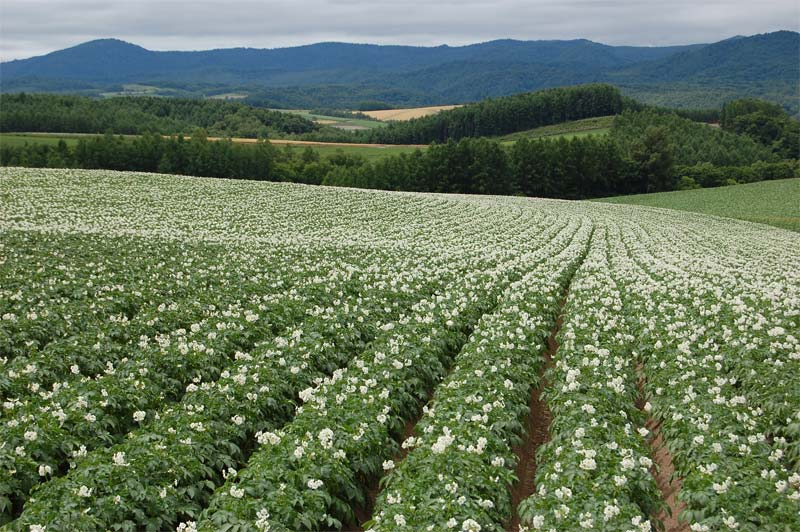 plantacao-batatas.jpg